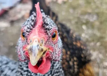 Close up of the face of a black and white striped chicken.