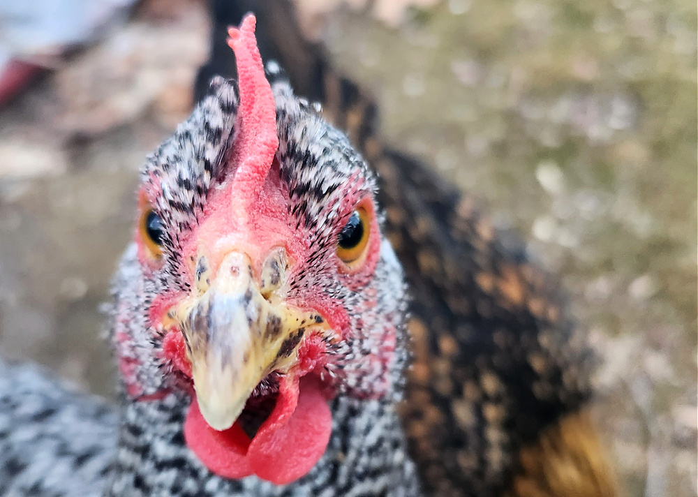 Close up of the face of a black and white striped chicken.