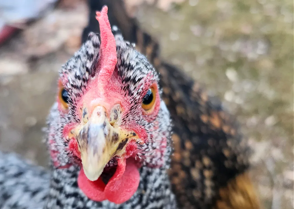 Close up of the face of a black and white striped chicken.