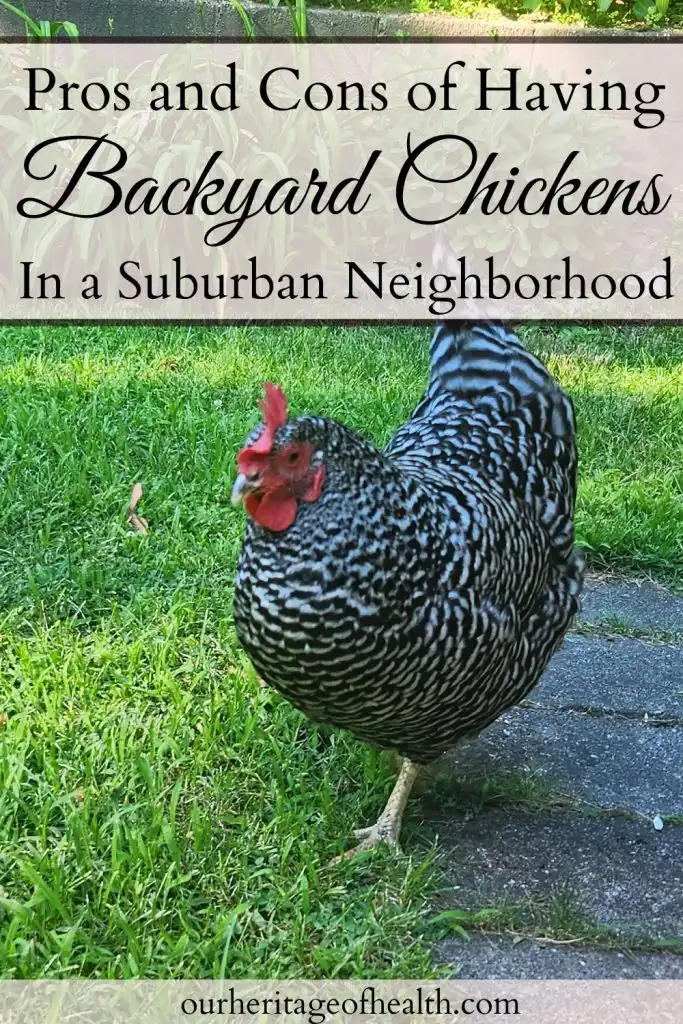 Black and white Barred Rock chicken in the grass with a text overlay that says "Pros and Cons of Having Backyard Chickens in a Suburban Neighborhood."