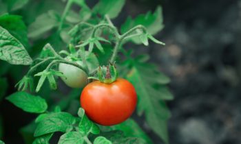 Ripe red tomato growing on the vine.