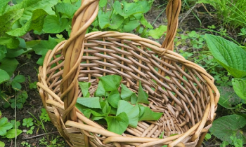 Basket on the ground surrounded by violet plants with violet leaves inside of it.