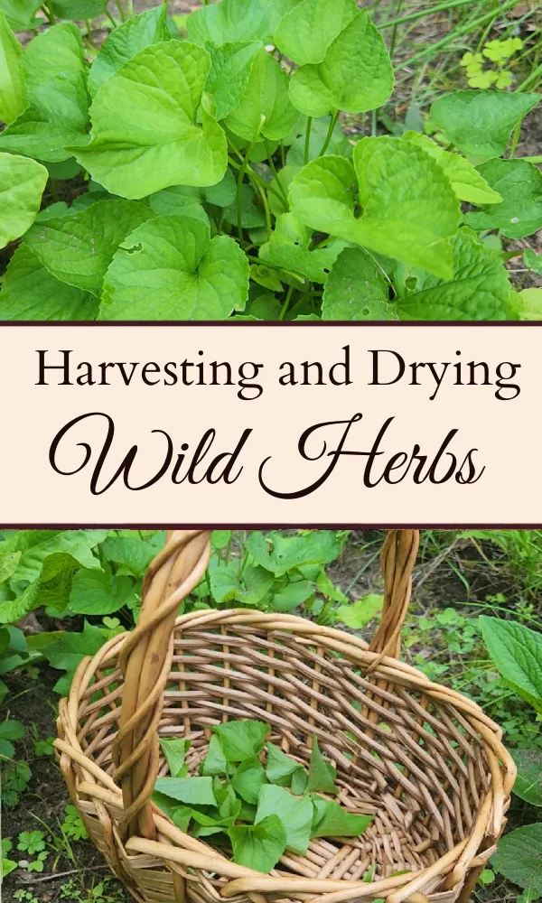 Picture of a violet plant, then the text "Harvesting and Drying Wild Herbs," and then a picture of a basket on the ground surrounded by violet plants with violet leaves inside of it.