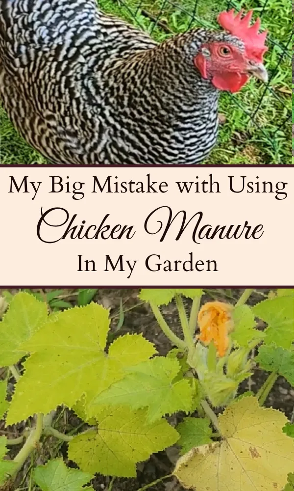 Picture of black and white chicken on the top and a squash plant on the bottom with the text overlay "My Big Mistake with Using Chicken Manure In My Garden."