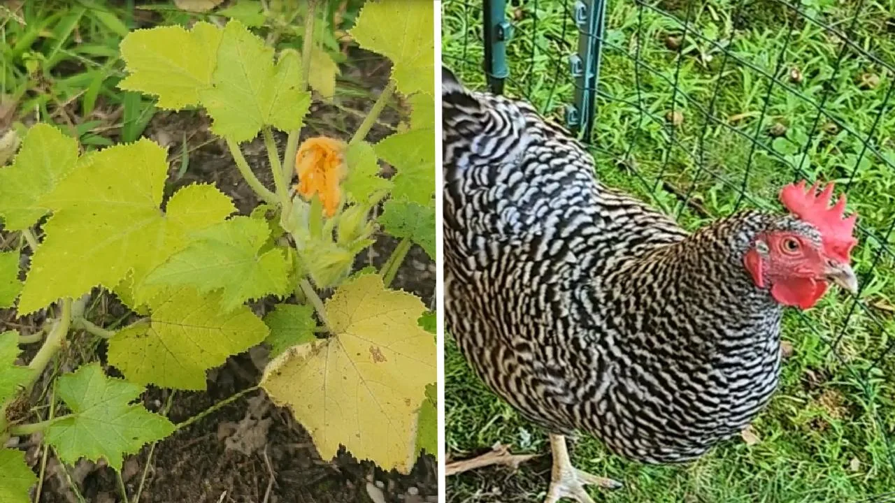 Picture of squash plant on the left and picture of a black and white striped chicken on the right.