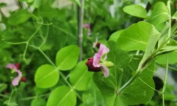 Pink and magenta colored blossoms on green pea vines.