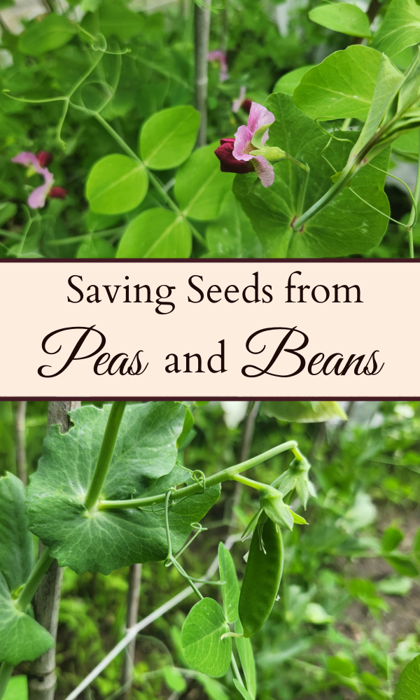Pink and magenta colored blossoms on green pea vines on the top, pea pods starting to grow on pea plants on the bottom, and a text overlay in the middle that says "saving seeds from peas and beans."