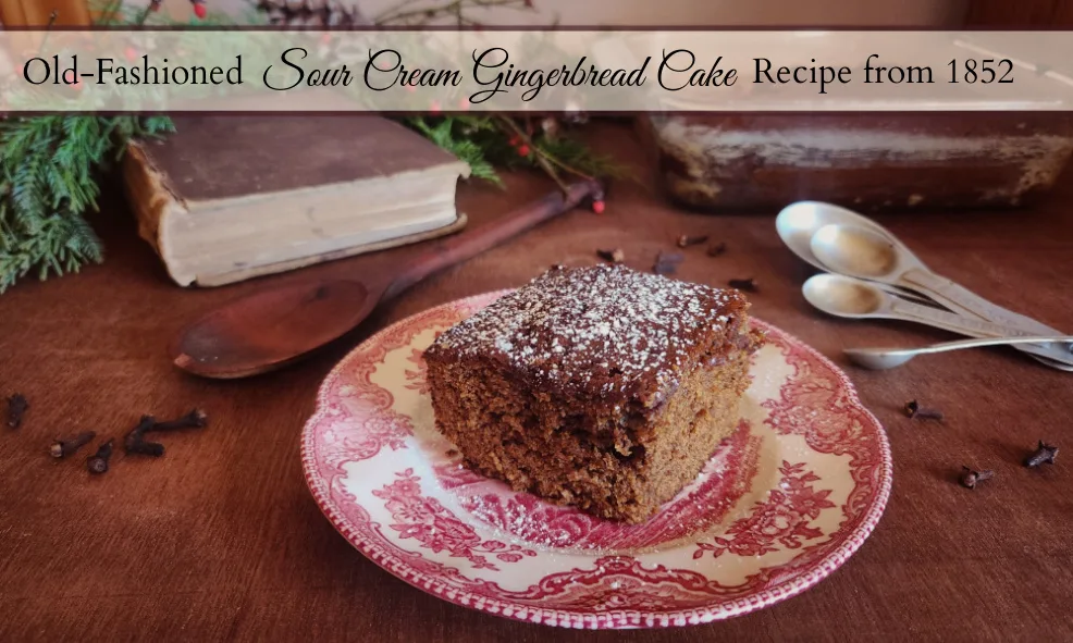 Piece of sour cream gingerbread cake dusted with powdered sugar on a red china plate on a table with a pan of gingerbread in the background along with an antique cookbook, some cloves and spoons and winter greenery, berries, and pinecones.