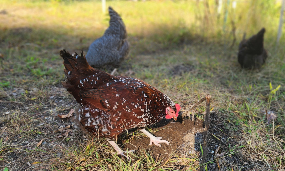 A brown speckled chicken scratching and pecking at the ground in the garden with a black and white and a black chicken further in the background.