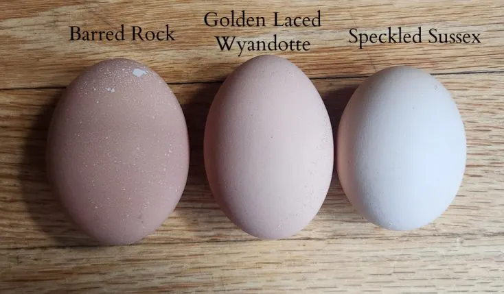 Three eggs lined up: A large brown speckled egg with the text "Barred Rock" above it, A slightly smaller lighter brown egg with the text "Golden Laced Wyandotte" above it, and a smaller cream colored egg with the text "Speckled Sussex above it.