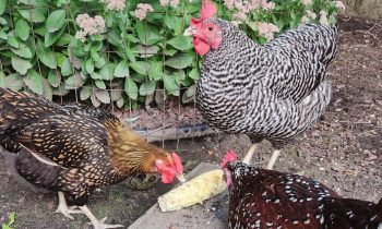 A black and white chicken, a black and gold chicken, and a brown speckled chicken all eating a cob of corn with some sedum plants in the background.