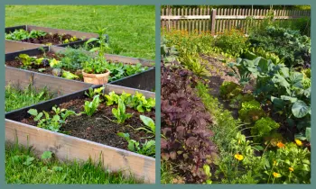 Three raised garden beds on the left side with green plants growing in them, and an in-ground garden plot on the right side with plants growing.