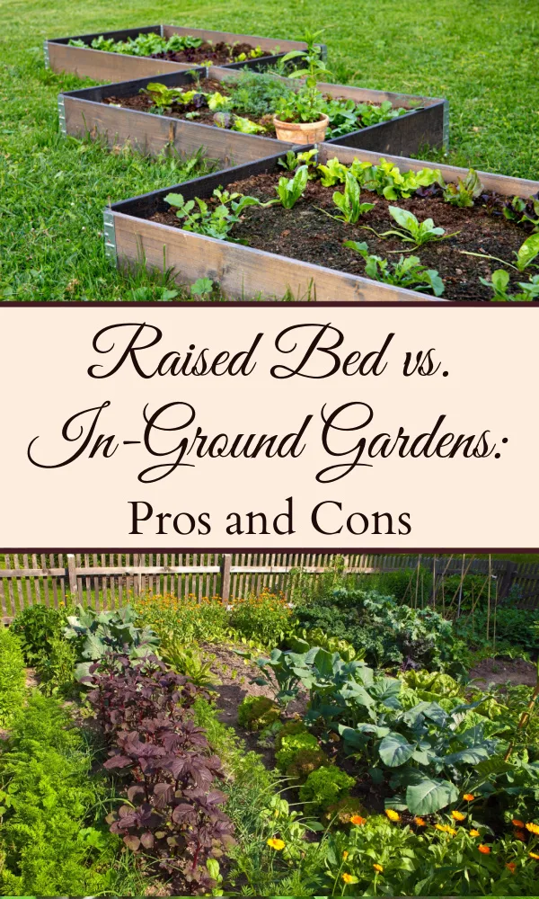 Three raised garden beds on the top with green plants growing in them, and an in-ground garden plot on the bottom side with plants growing and a text overlay in the center that says "Raised Bed vs. In-Ground Gardens: Pros and Cons."