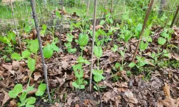 Pea plants growing up a homemade trellis with shredded leaves around them on the ground as a mulch.