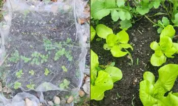 Lettuce and arugula patch covered with netting draped over sticks and secured in place with rocks on the left side of the image and lettuce plants and arugula plants growing in soil on the right side of the image.