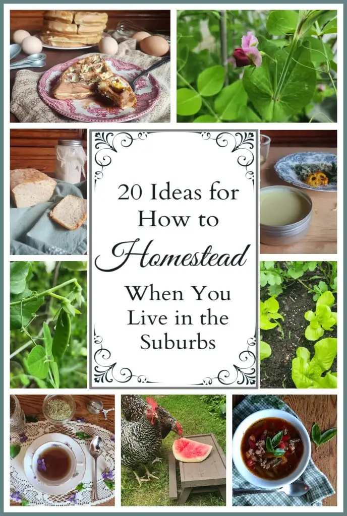 Collage of different homesteading scenes including homemade food, gardening, chickens, DIY salve and herbal tea with the text "20 Ideas for How to Homestead When You Live in the Suburbs."