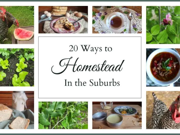 Collage of different homesteading activities include homemade food, gardening, chickens, DIY salve and herbal tea with the text "20 Ways to Homestead in the Suburbs."