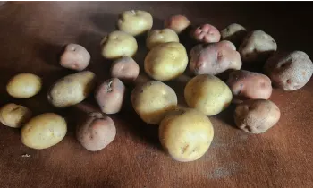 Potatoes of different sizes and shades of tan and red spread out on a table.