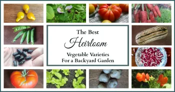 Collage of different heirloom vegetables including Yellow Pear tomatoes, Dwarf Gray Sugar pea blossoms, Large Red tomato, Danvers Half Long carrot, Delicata squash, Jacob's Cattle dried beans, Scarlet Runner bean blossoms, Irish Cobbler potatoes, Tennis Ball lettuce, Trophy tomato, Cherokee Trail of Tears dried beans, and Champion of England peas with text that says "The Best Heirloom Vegetable Varieties for a Backyard Garden."