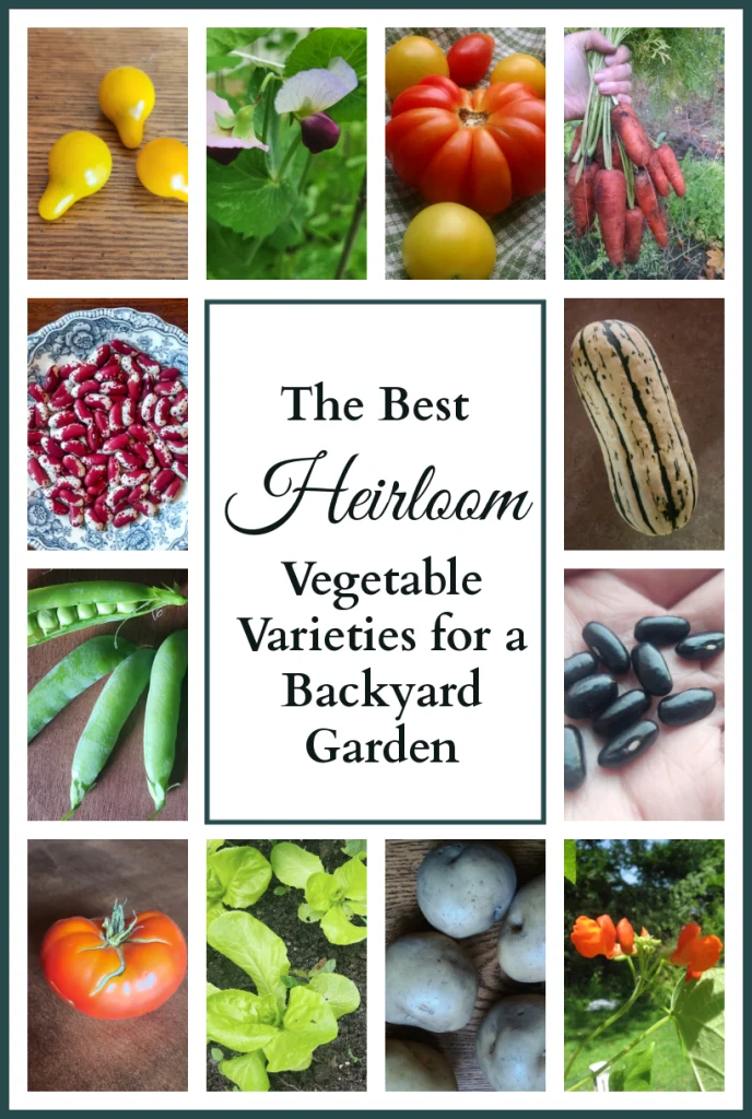 Collage of different heirloom vegetables including Yellow Pear tomatoes, Dwarf Gray Sugar pea blossoms, Large Red tomato, Danvers Half Long carrot, Delicata squash, Cherokee Trail of Tears dried beans, Scarlet Runner bean blossoms, Irish Cobbler potatoes, Tennis Ball lettuce, Trophy tomato, Champion of England peas, and Jacob's Cattle dried beans with text that says "The Best Heirloom Vegetable Varieties for a Backyard Garden."
