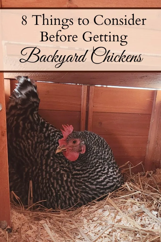 Black and white chicken sitting in the next box laying an egg with a text overlay that says "8 Things to Consider Before Getting Backyard Chickens."