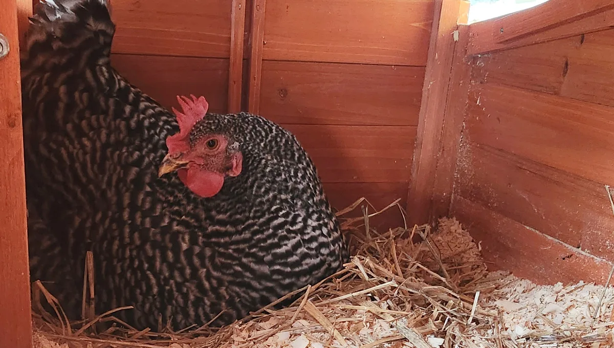 Black and white chicken sitting in the nest box laying an egg.