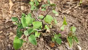 Catnip plant growing in the garden.