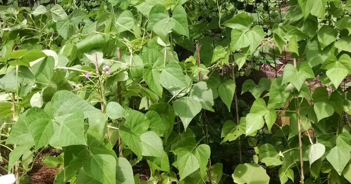 Green beans growing up poles in a garden.