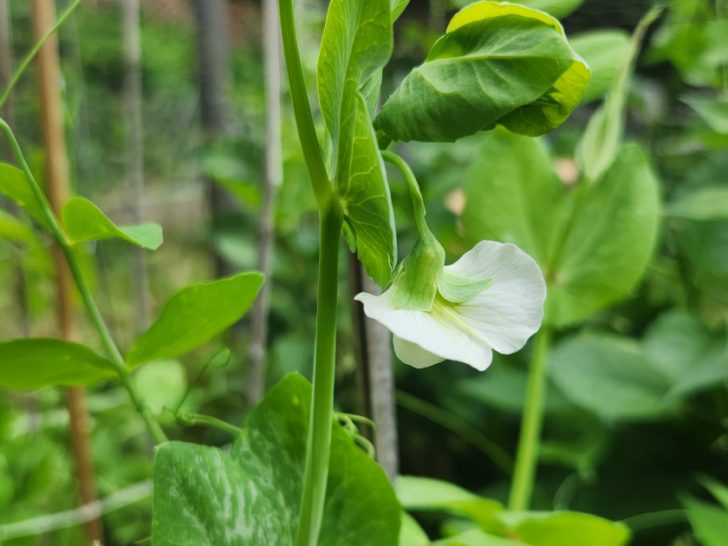 White pea blossom growing on the vine.