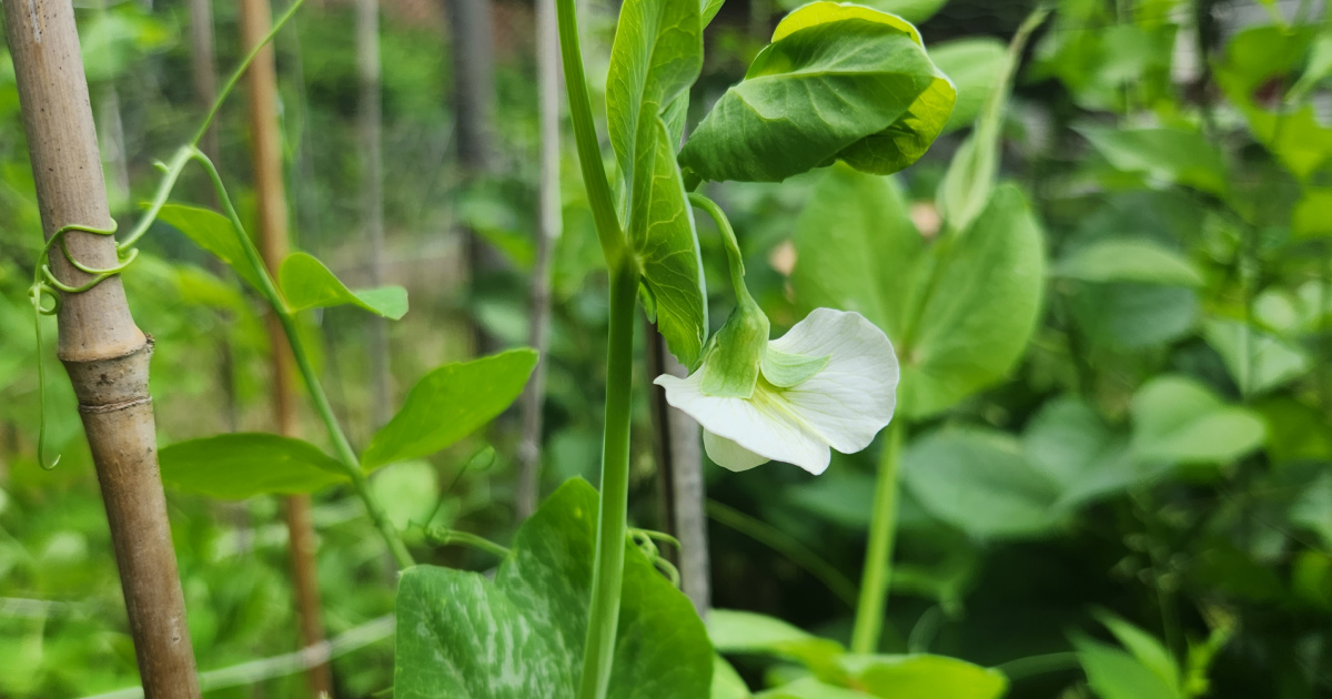 White pea blossom growing on the vine.