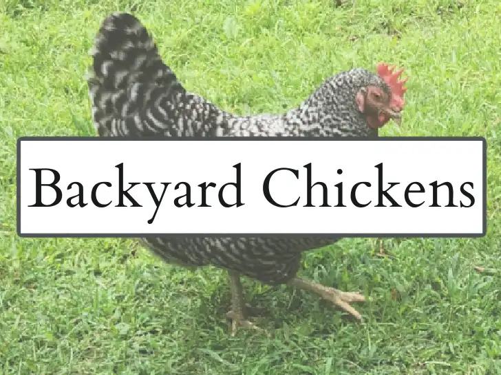 Backyard Chickens