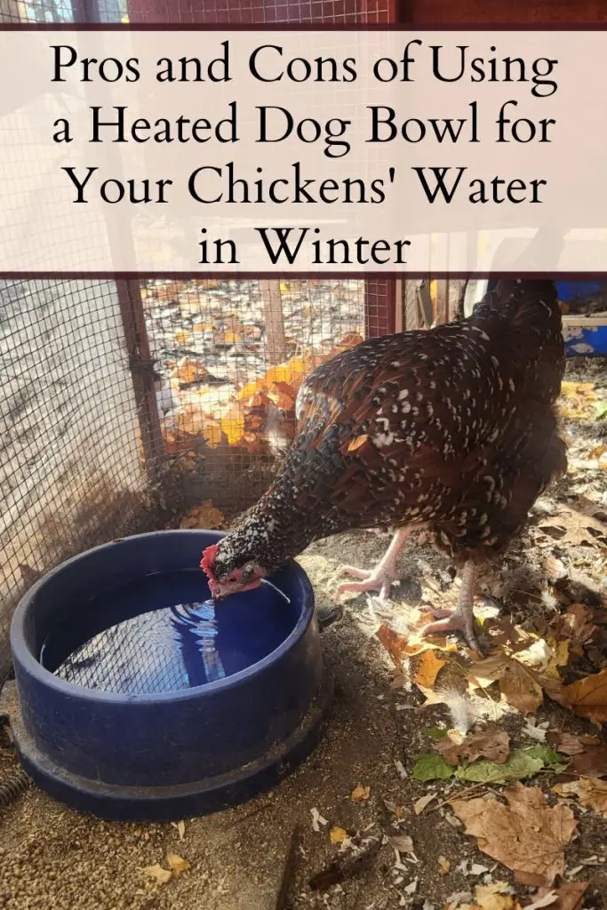 Brown and white Speckled Sussex chicken drinking out of a blue heated dog bowl with a text overlay that says "Pros and Cons of Using a Heated Dog Bowl for Your Chickens' Water in Winter."