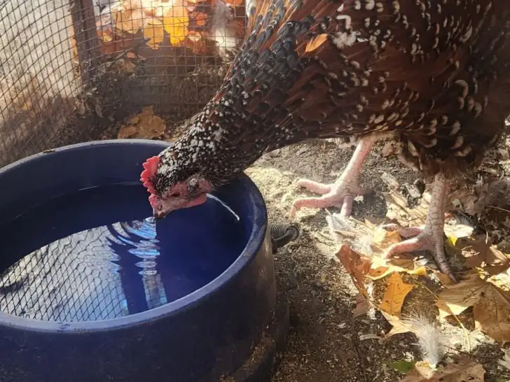 Brown and white Speckled Sussex chicken drinking out of a blue heated dog bowl.