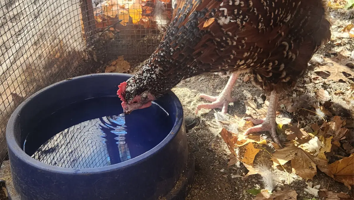 Brown and white Speckled Sussex chicken drinking out of a blue heated dog bowl.