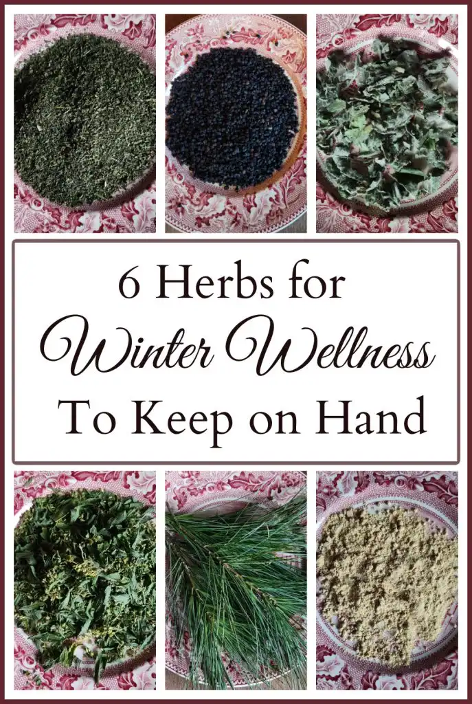 Collage of six different herbs including pine needles, elderberries, goldenrod, mullein, ginger, and nettle leaf and text that says "6 Herbs for Winter Wellness to Keep on Hand."