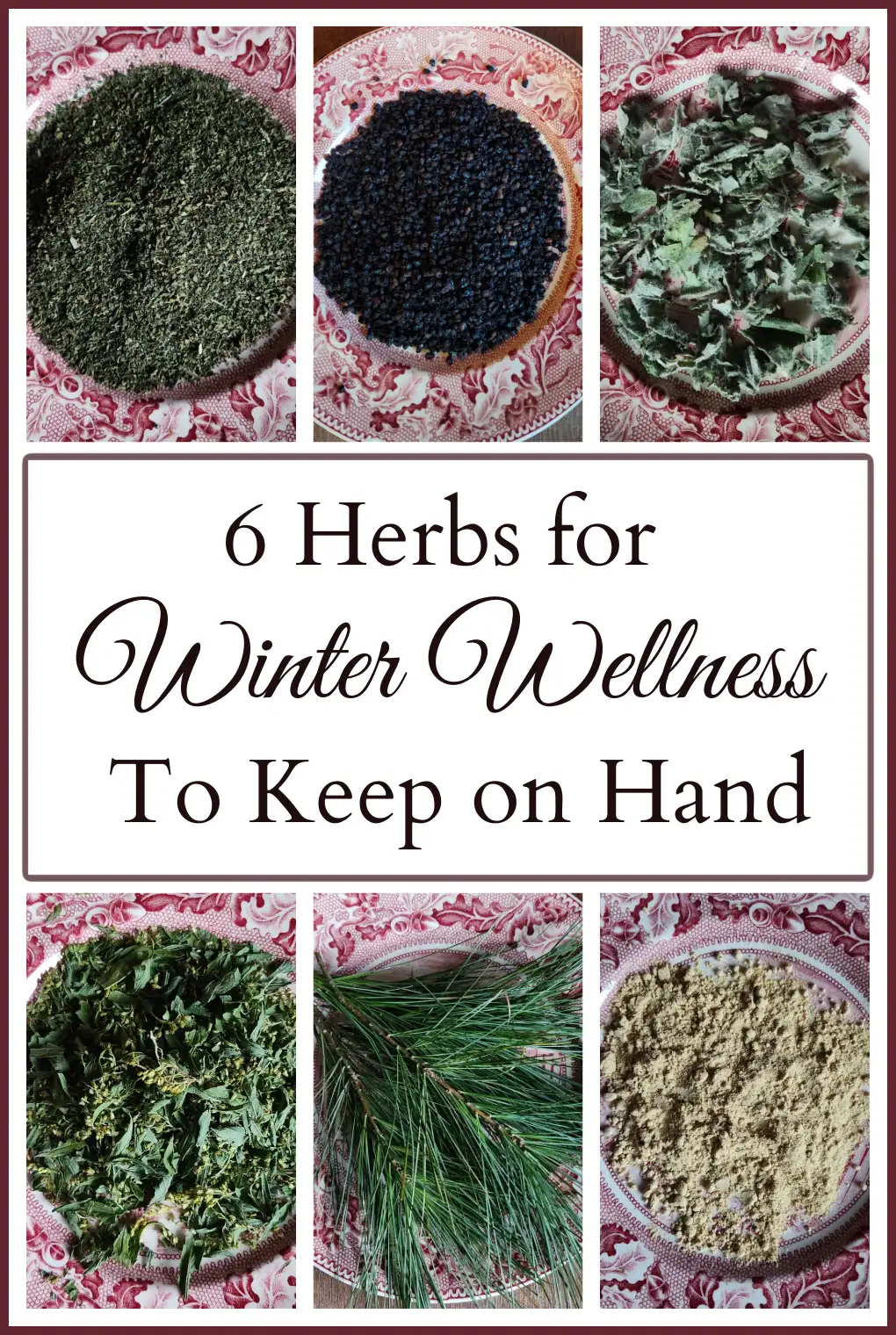 Collage of six different herbs including pine needles, elderberries, goldenrod, mullein, ginger, and nettle leaf and text that says "6 Herbs for Winter Wellness to Keep on Hand."