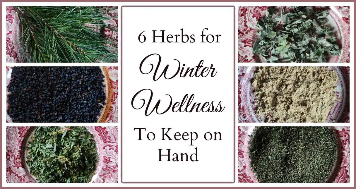 Collage of six different herbs including pine needles, elderberries, goldenrod, mullein, ginger, and nettle leaf and text that says 
