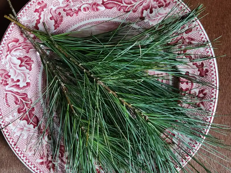 Pine needles on a red China plate.